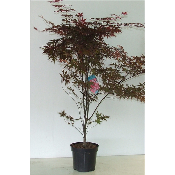 <h4>Acer palmatum 'Red Emperor' P26</h4>