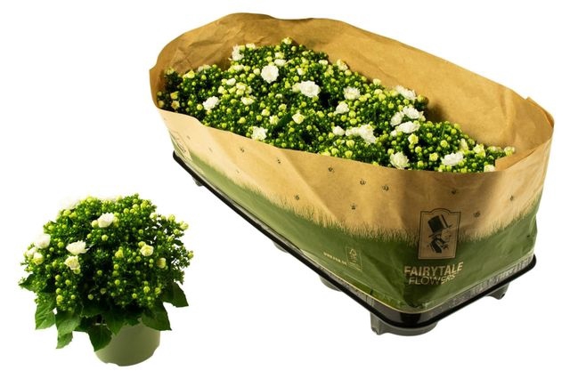 <h4>CAMPANULA WHITE LIKE MEE</h4>