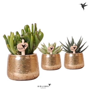 Kolibri Greens Succulenten mix in Luxury pot gold