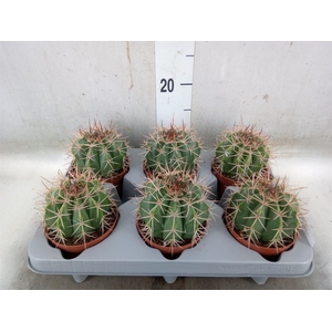 Cactus   ...