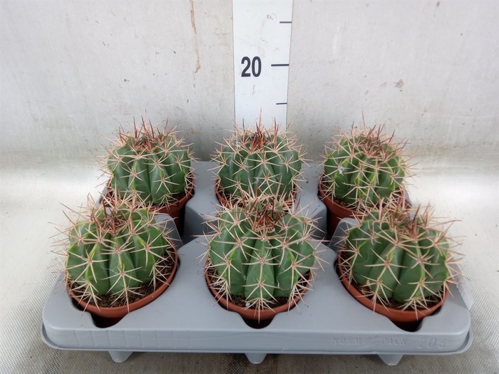 <h4>Cactus   ...</h4>