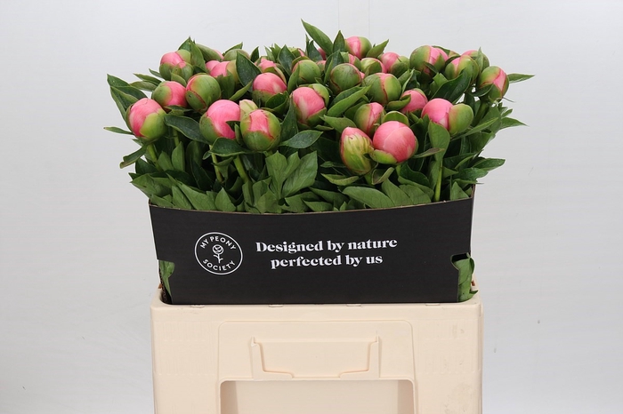 Paeonia Etched Salmon