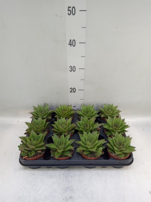 <h4>Gasteria  'D Tiga'</h4>