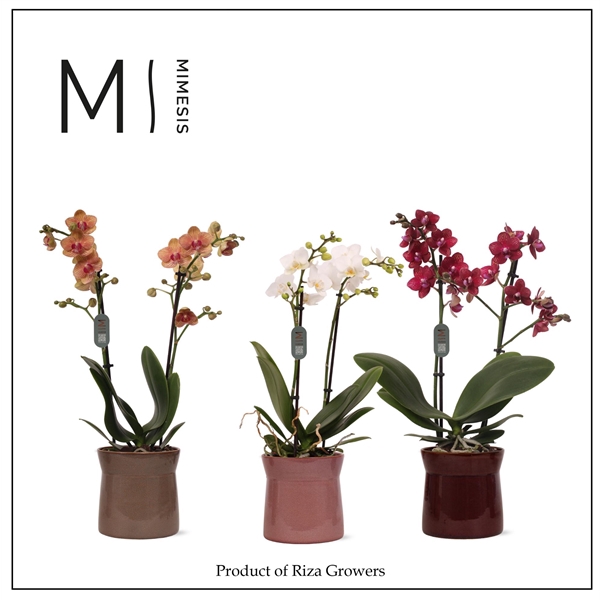 <h4>Mimesis Phal. Multi Mix - 2 spike 12cm in Elise Mix Ceramic</h4>