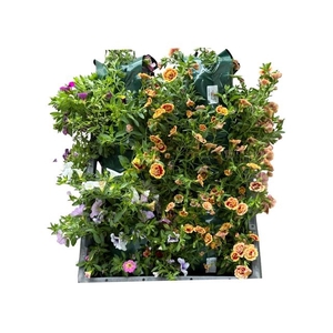 HANGING BASKETS