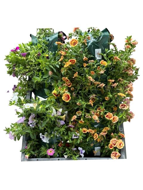 <h4>HANGING BASKETS</h4>