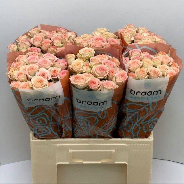 <h4>ROSA TR 'AZORE'</h4>