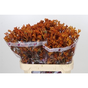 Anigozanthos Oranje