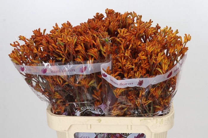 <h4>Anigozanthos Oranje</h4>