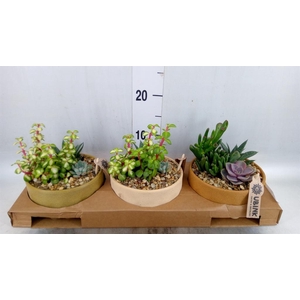 Arr. Succulents L%