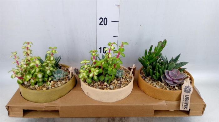 <h4>Arr.  Succulents L%</h4>