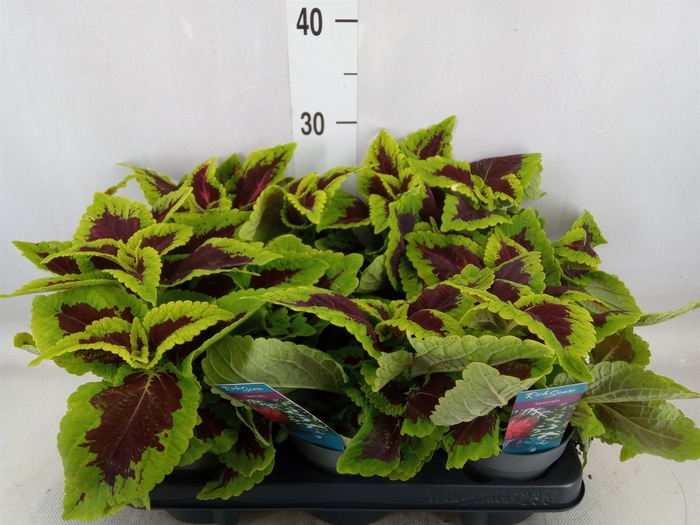 <h4>Plectranthus col. 'MSt Alligator A'</h4>