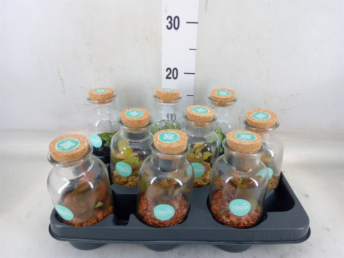 <h4>Arr.   Planten L%</h4>