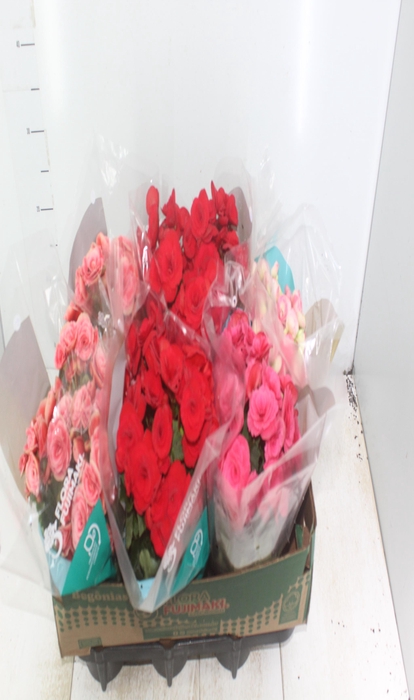 <h4>BEGONIA P15</h4>