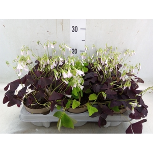 Oxalis   ...