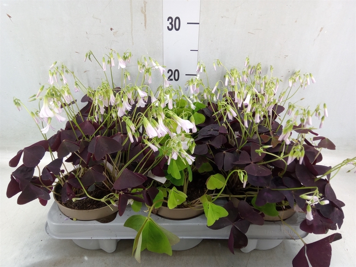 <h4>Oxalis   ...</h4>