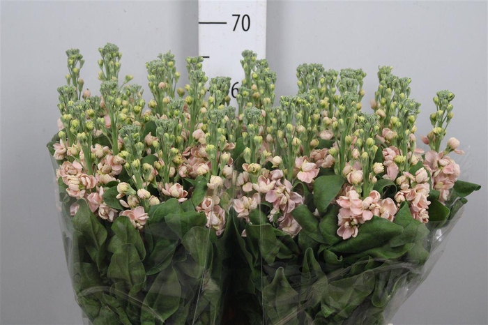 <h4>Matth Milla Salmon</h4>