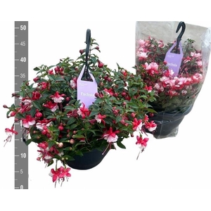 FUCHSIA B F LAURA