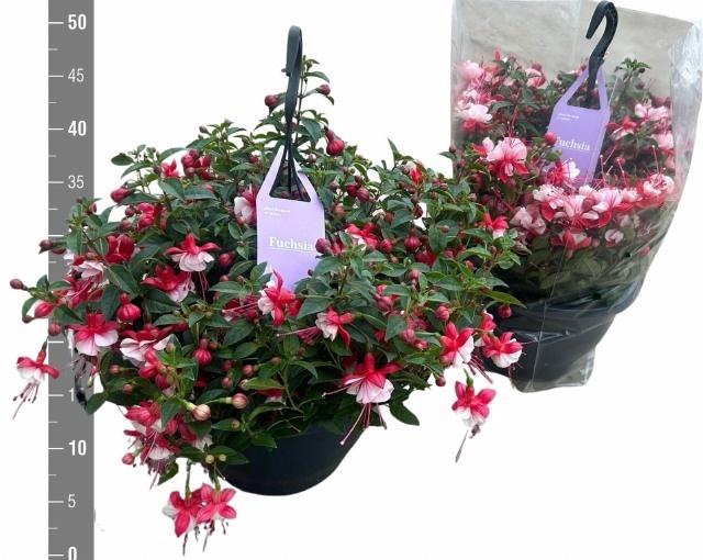 <h4>FUCHSIA B F LAURA</h4>