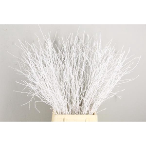 Betula Bs White Fst