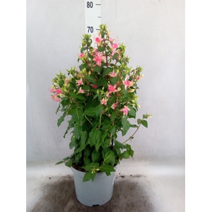 Fuchsia  'Walz Jubelteen'