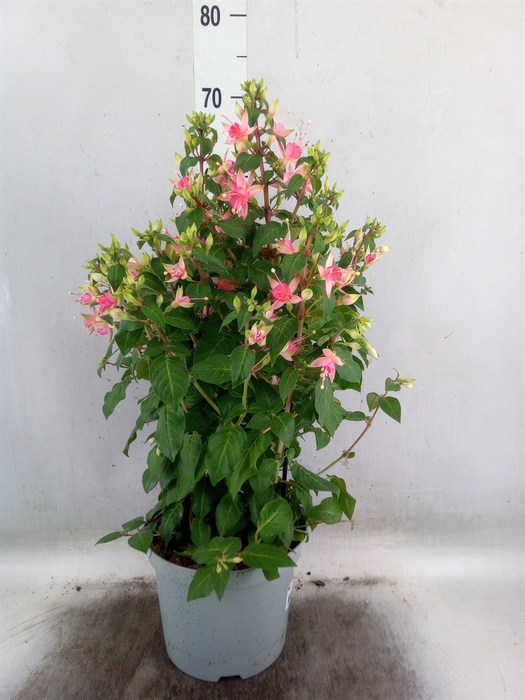 <h4>Fuchsia  'Walz Jubelteen'</h4>
