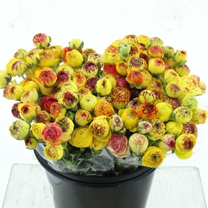 Ran El Sr Cappuccino Yellow Prima