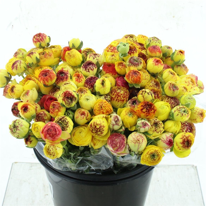 <h4>Ran El Sr Cappuccino Yellow Prima</h4>