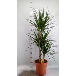 Dracaena marg.