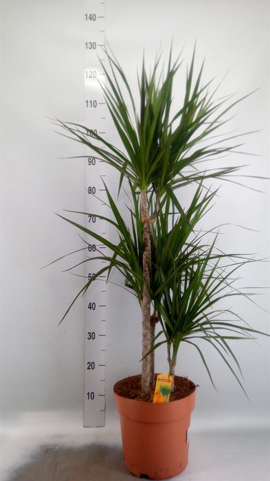 <h4>Dracaena marg.</h4>
