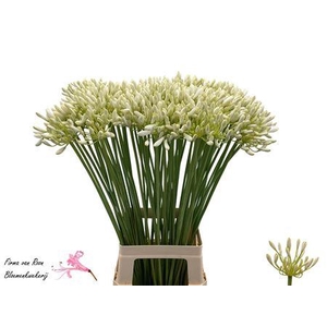 Agap Volendam 80cm