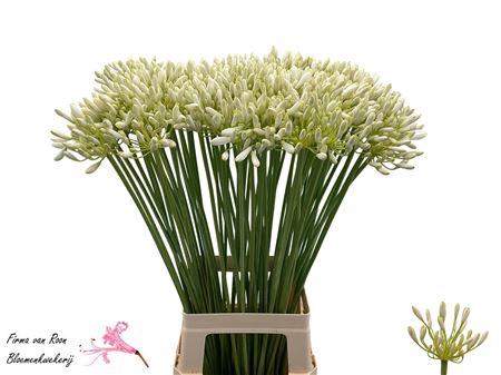 <h4>Agap Volendam 80cm</h4>