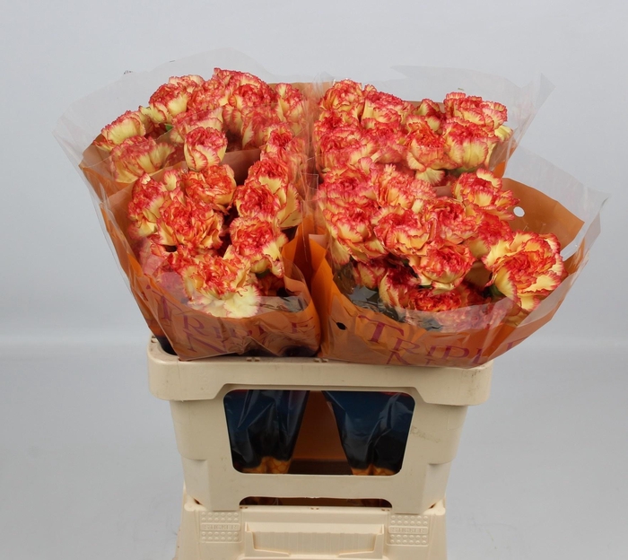 <h4>DI ST DIEGO</h4>