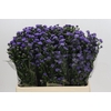 Aster Baby Blue