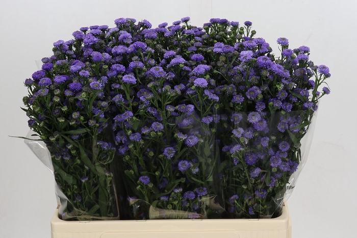 <h4>Aster Baby Blue</h4>