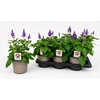 arr8 Salvia Mys Spires Bl