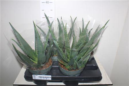<h4>Aloe Vera</h4>
