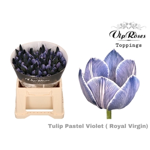 TU EN RV Paint PASTEL VIOLET