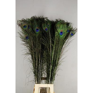 Feather Peacock