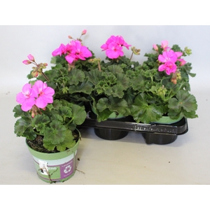 Pelargonium zonale Evi (Violet)