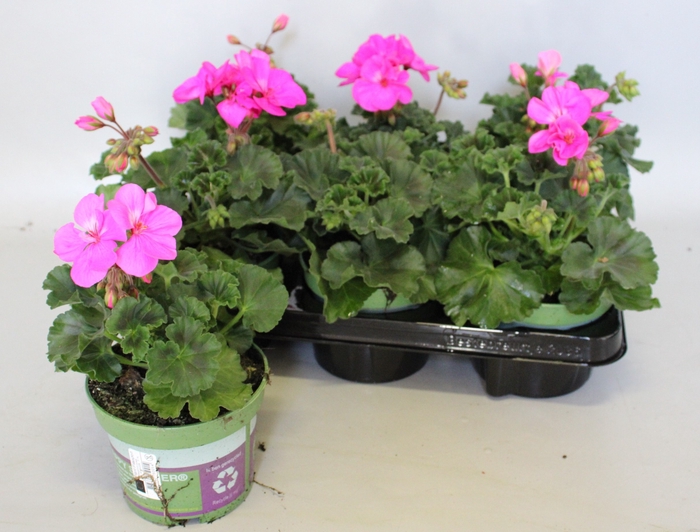 <h4>Pelargonium zonale Evi (Violet)</h4>