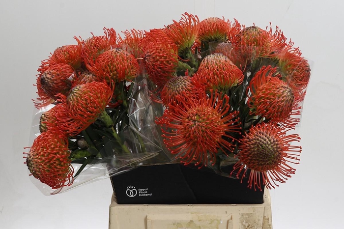 <h4>Nutans Succession</h4>