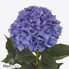 Hydrangea royal parade