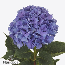 Hydrangea royal parade