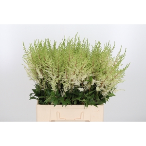 Astilbe Diamant