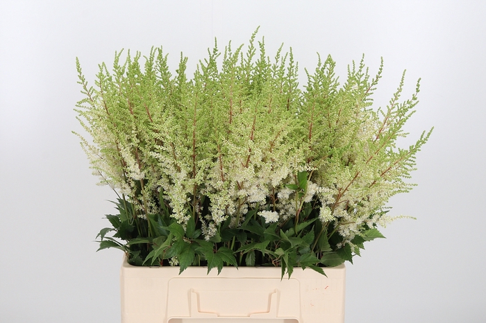 <h4>Astilbe Diamant</h4>
