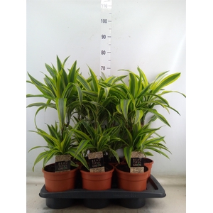 Dracaena fr de 'LemonLime'