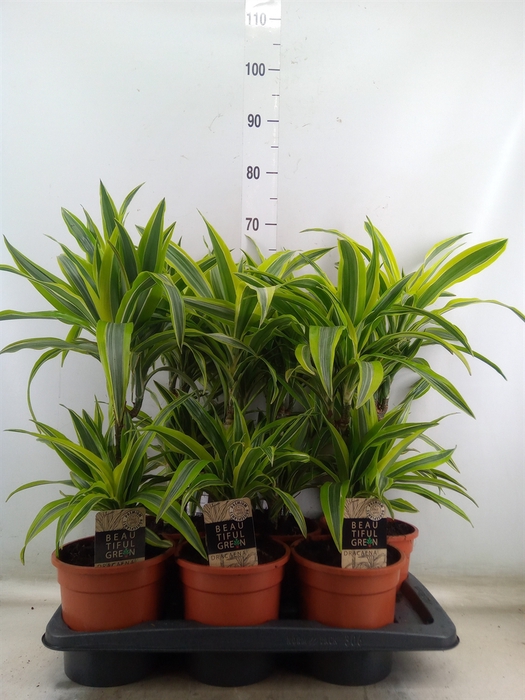 <h4>Dracaena fr de 'LemonLime'</h4>