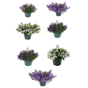 Campanula Addenda ® Mix