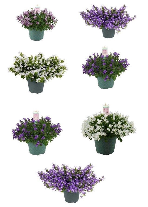 <h4>Campanula Addenda ® Mix</h4>